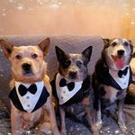 Mel Zachary - Instagram Profile Picture of Mel Zachary (@melzac6810) on Instagram