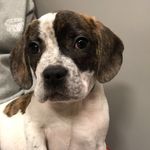 Profile Picture of Bryson Carl Chaffin🐾 (@bryson_the_puppy) on Instagram