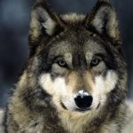 Erik - Instagram Profile Picture of Erik (@erik_the_wolf) on Instagram