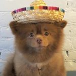 Profile Picture of @michael_matar @justingonz (@dogdimmadome) on Instagram