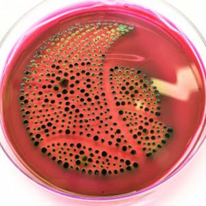 Profile Picture of Mr. Rosengrant (@mrtrose) on Tiktok