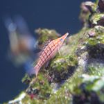 Profile Picture of Joshua Cepeda (@centipeda_photos) on Instagram