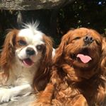 Profile Picture of Cavalier King Charles Spaniels (@its_a_cavalier_life) on Instagram