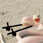 Profile Picture of Jesse Yeager-Diamond (@_rick.c137) on Instagram