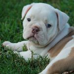 Profile Picture of April Daniel (@sundownbulldogges) on Instagram