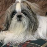 Profile Picture of Randall Herring (@shihtzu_dad) on Instagram