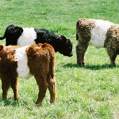 Profile Picture of James Whittemore (@WindyWillowFarm) on Twitter