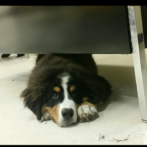 Profile Picture of Sarah Crossno (@marksgirl14) on Poshmark