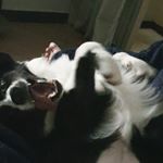 Profile Picture of Apolo border collie (@apolo_cheliga_daniel) on Instagram