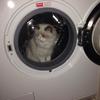 Profile Picture of newton (@@newton.kitty) on Tiktok