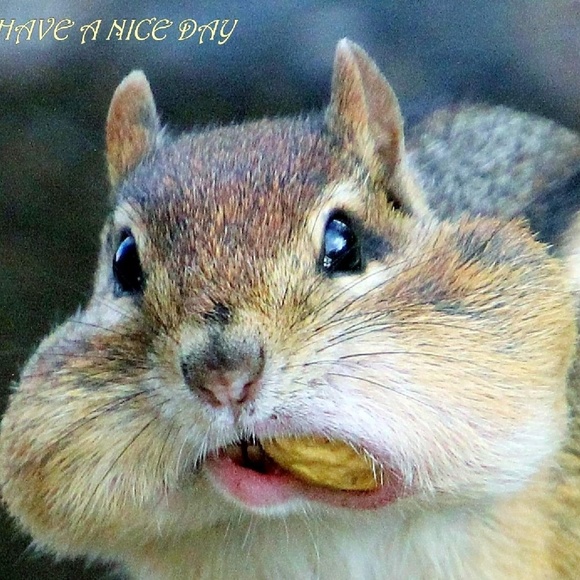 Profile Picture of Leanne Mackey (@winterdance2) on Poshmark