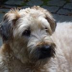 Profile Picture of Chilli Kelsey (@chillikelsey) on Instagram