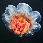 Profile Picture of Andre Torrez (@iandretorrez) on Flickr