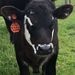 Profile Picture of Hiccup🐮 (@happel07) on Pinterest