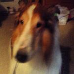 Profile Picture of Zachary_bernard_oestreich (@zachary_chew_bacca) on Instagram