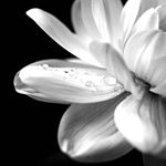 Profile Picture of Julia (@angst.photography) on Instagram