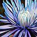 Profile Picture of Joann Dalnoky (@joanndalnoky) on Pinterest