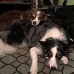 Profile Picture of sam Hoggard (@haggard.sam) on Instagram