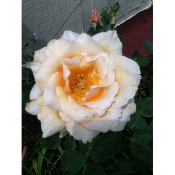 Profile Picture of Cassidy Garon (@piabooty) on Poshmark