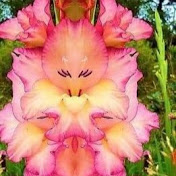 Profile Picture of Richard Lucian (@richardlucian6553) on Youtube