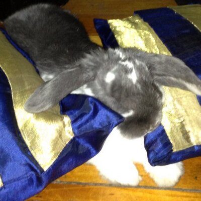 Profile Picture of Katherine Hamilton (@@FrankieFreeload) on Twitter