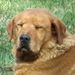 Profile Picture of jerry sage (@brjerrys) on Pinterest