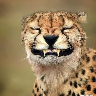 Profile Picture of Lord Cocoshen (@Matique_sneh) on Twitter