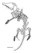 Profile Picture of Akidolesteson Wikipedia