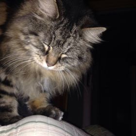 Profile Picture of Michelle Pawkett (@odelay03) on Pinterest