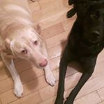 Dave Ficken - Instagram Profile Picture of Dave Ficken (@dficken71) on Instagram