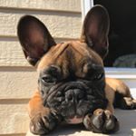 Profile Picture of Maurice Richard (@thelifeof__moe) on Instagram