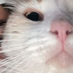 Profile Picture of Micha michael wilson benavides de un pueblito chiquito (@michaloveroficial) on Instagram