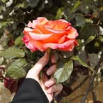 Profile Picture of Asmaa Ama (@asmaa.ama.2025) on Facebook