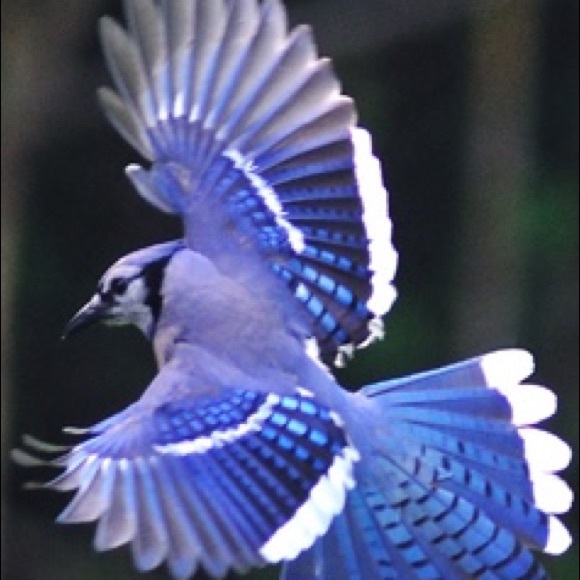 Profile Picture of Joyce Coffman (@twojays72) on Poshmark