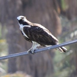 Profile Picture of Charles Noland - Bird On A Wireon Twitter