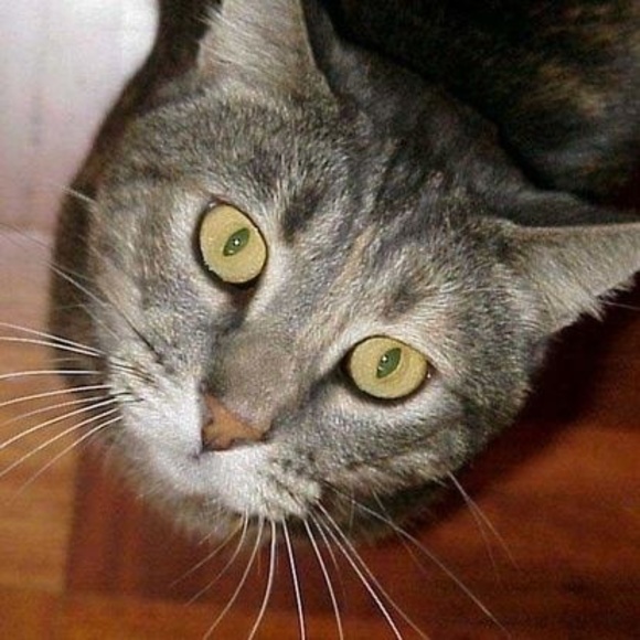 Profile Picture of Tina Hoyland (@tlhoyland) on Poshmark