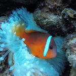 Profile Picture of Joseph Veale (@joseph.veale.790) on Instagram