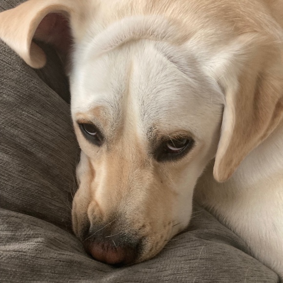 Profile Picture of Owen Knetter (@oknetter) on Poshmark