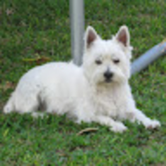 Profile Picture of Tyler Peck (@rocknrodent) on Poshmark