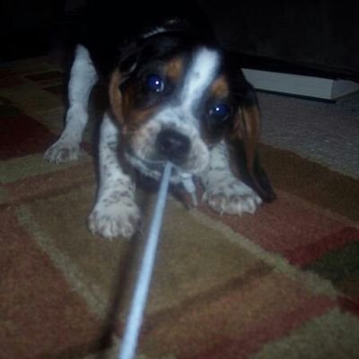 Profile Picture of Dustin Schuetz (@dpshoots) on Twitter