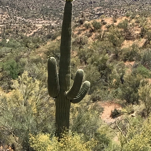 Profile Picture of Sidora Dazi (@ambrosias999) on Poshmark