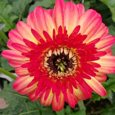 Profile Picture of Kim-Not-Kardashian (@KimEmoEmpress) on Twitter