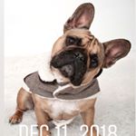 Profile Picture of Mortimer Matthew Sottile (@mortywoofs_in_frenchie) on Instagram