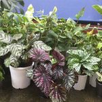 Profile Picture of Marissa Veloso Haefliger (@la.green_jardin) on Instagram