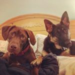 Profile Picture of heidi & cooper (@thedowdingdogs) on Instagram