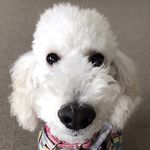 Hiroyuki Inugai🐩 - Instagram Profile Picture of Hiroyuki Inugai🐩 (@inugaiwanwan) on Instagram