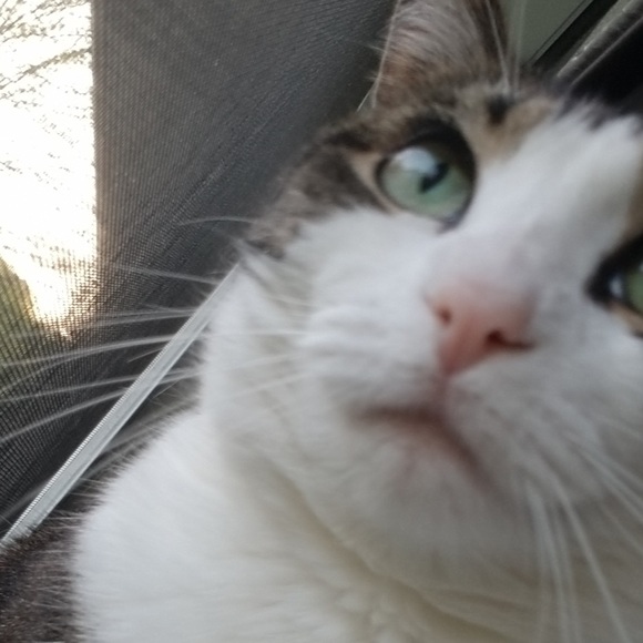 Profile Picture of Lynette Forrest (@bonitanetty) on Poshmark