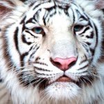 Profile Picture of Brent Joseph Smith (@celalaterra) on Instagram