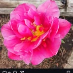 Profile Picture of Daniel Barenboim (@Daniel-Barenboim) on Facebook