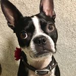 Profile Picture of Daisy Bear Pauley (@daisy.theboston) on Instagram